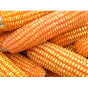 Grains de maïs jaunes biologiques sans OGM, maïs frais pour bébés, maïs jaunes non-OGM pour la consommation humaine - Product Image 2