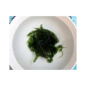 Competitive Price Dried Dehydrated Sea Grapes Green Caviar Seaweed for Sashimi Sushi Restaurans Supplier in Bulk