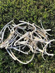 Costilla de Hueso de Búfalo y Camello, Material Orgánico de Alta Calidad para Arte y Coleccionismo - Product Image 5