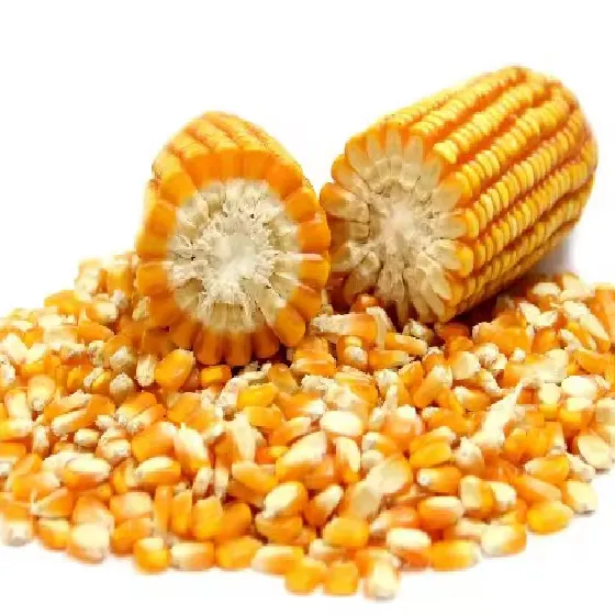 Top Selling Non GMO Yellow Maize Corn/ Yellow Corn & White Corn/Air Dried Yellow Maize