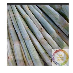 Azúcar de caña congelada Premium de Vietnam, dulzor natural y sabor refrescante, ideal para bebidas, jugos y postres - Product Image 2