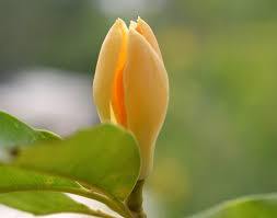 100% น้ำมันหอมระเหยแมนโกเลียไฮโดรโซลบริสุทธิ์และผ่านการรับรองจากธรรมชาติ - Product Image 3