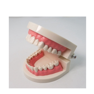 Modèle de démonstration de brossage des dents standard 1/2, modèle d'étude dentaire pour l'enseignement et la pratique des soins bucco-dentaires des étudiants - Product Image 3