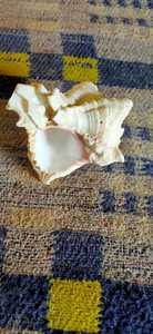 เปลือกหอยทะเลแกะสลักสีชมพูธรรมชาติขนาดใหญ่สำหรับตกแต่งบ้านและร้านจำหน่ายเปลือกหอย - Product Image 6