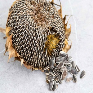 Semillas de Girasol Secas al por Mayor, Procesadas con Método AD, Grado A, Certificadas, Alta Calidad y Buen Precio para Consumo Humano - Product Image 5