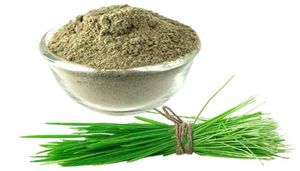 Cung cấp tự nhiên Bermuda cỏ Bột cỏ Chất lượng cao cynodon dactylon Bermuda cỏ bột từ Ấn Độ Hoang Dã có nguồn gốc - Product Image 4