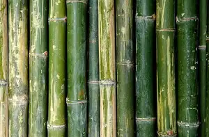 Toptan bambu direk s İnşaat ve yapı malzemeleri için yüksek kaliteli doğal güçlü düz bambu direk bahçe ücretsiz vergi