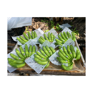 Paquete a granel de plátano verde fresco para envío Plátano crudo sin madurar para cocinar y freír adecuado para uso en supermercados - Product Image 1