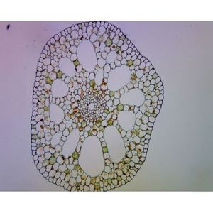 สไลด์ไมโครสโคปที่เตรียมไว้ล่วงหน้า Elodea T.S. พืชน้ำ - Product Image 1