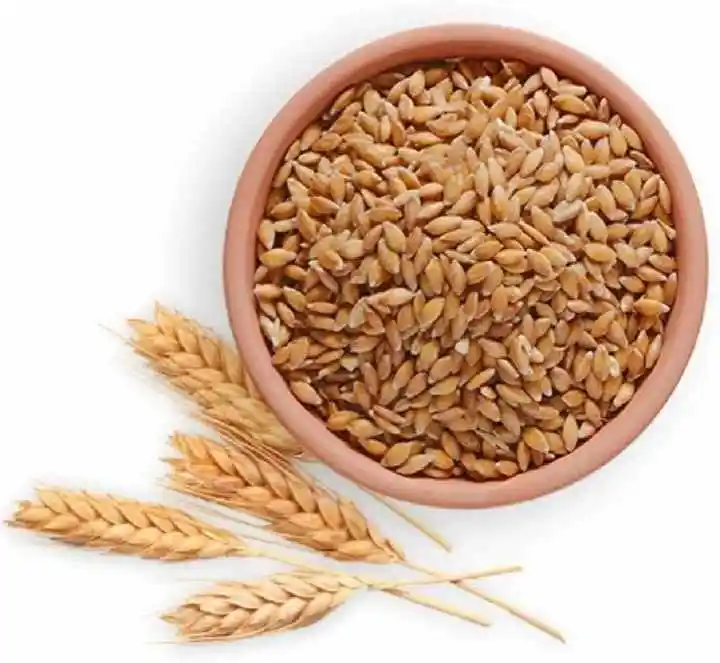 Kazakistan wheat dayının yüksek kaliteli % buğday tahıl doğal ürünü toplu olarak