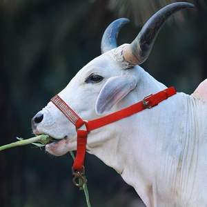 Cabestros de Nailon y PVC Personalizados al por Mayor para Montar a Caballo, Estilo Brida de Latón Macizo en Venta - Product Image 6