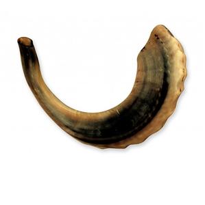 Shofar de carnero pulido de la mejor calidad, artesanía natural de alta calidad para adoración y ocasiones festivas - Product Image 1