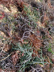 ALGUES DE COTTONII SÉCHÉES/SOURCE NATURELLE/NON-GMO/QUALITÉ ALIMENTAIRE - Product Image 5