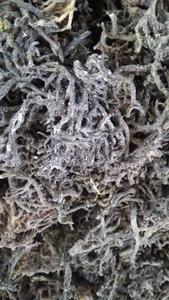 ส่วนผสมสลัด seamoss สาหร่ายทะเลแห้งสาหร่าย Eucheuma cottonii - Product Image 4