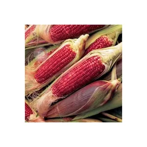 Proveedor a granel de maíz rojo orgánico natural indio para la venta