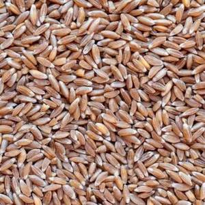 Grains de blé dur naturel de haute qualité |   12% de protéines, texture ferme de style frais, pour la vente en gros et l'exportation - Product Image 1