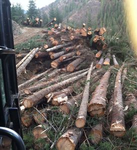Premium Pine Hardwood Firewood <b>Logs</b> | Grade a Round Shape for <b>Heating</b> - Product Image 4