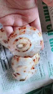 Vente en gros de coquillages naturels pour l'artisanat et la décoration - Product Image 5