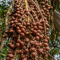 Poudre d'Aguaje péruvienne lyophilisée de qualité supérieure, fruit cultivé en milieu sauvage, riche en vitamines, complément alimentaire naturel, sachet 100% pur Exotica