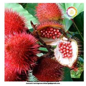 Graines d'annatto d'origine vietnamienne pour colorant alimentaire naturel et emballage de condiments personnalisation OEM offert - Product Image 5