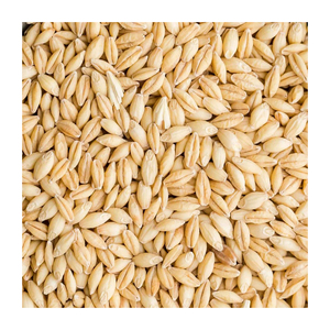 Vente en gros de grains d'orge en vrac pour supermarchés et distributeurs - Product Image 2