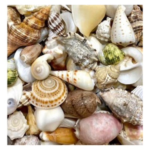 Premium Sea Shell Mix Bag suministro a granel para manualidades, regalos y decoración - Product Image 6