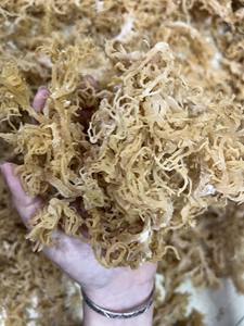 THE BEST PRICE IRISH <b>SEA</b> <b>MOSS</b> / EUCHUEMA COTTONII / DRIED GOLD <b>SEA</b> <b>MOSS</b> FROM VIETNAM (Ms. Jennie) - Product Image 2