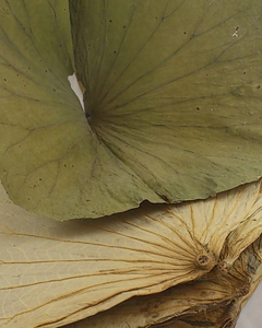 NATURAL DRIED LOTUS LEAVES, FOOD GRADE - Product Image 6