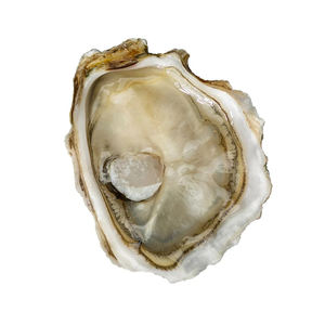 Huîtres kaki de ferme de qualité supérieure avec coquille, prêtes pour le commerce en gros fiable - Product Image 2