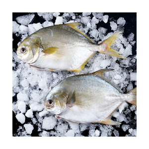 ปลาปอมปาโน่แช่แข็งพร้อมบรรจุภัณฑ์ส่งออกแบบสุญญากาศ - Product Image 3