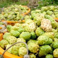 Fournir le meilleur prix Noni congelé en vrac de fruits Noni congelé à vendre la meilleure qualité Noni congelé ANGLE