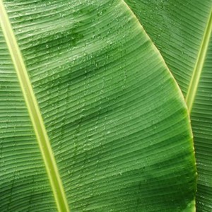 ใบตองธรรมชาติใบกล้วยสด - Product Image 5