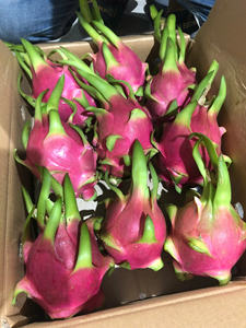 Fresh White Dragon Fruit Calidad premium y crujiente para bocadillos y jugos - Product Image 3