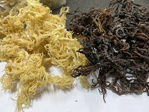VIET NAM <b>DRIED</b> IRISH SEA <b>MOSS</b>// Ms. Lima - Product Image 3