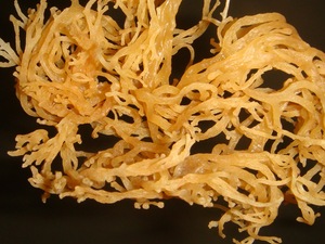 Musgo de mar seco de Vietnam | Elección popular | A granel o OEM disponible | Sra. Thao - Product Image 6