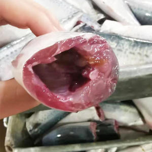 Frozen Mackerel Fish BQF Process <b>Block</b> <b>Shape</b> Whole 200-300g Bulk Packaging - Product Image 4