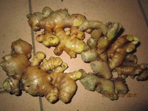 TOP PRODUCT <b>FRESH</b> <b>GINGER</b> <b>GINGER</b> ROOT VEGETABLE <b>GINGER</b> CHEAP PRICE PACKING in CARTON FROM BLUE LOTUS VIETNAM MS.CHERISH - Product Image 2