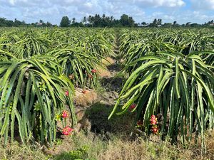 Exportateur de fruits du dragon, qualité constante et expédition mondiale - Product Image 3