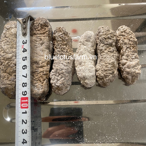 Kering ikan kari laut timun dari VIETNAM Kanto timun flastcus laut timun Malaysia tas hitam gaya + 84 961066080