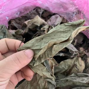 100% FEUILLES DE BETEL SÉCHÉES NATURELLES/FABRIQUÉES au VIETNAM - Product Image 3