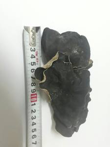 Fourniture de champignons en bois séché du Vietnam à ANGLE Ms au meilleur prix - Product Image 5