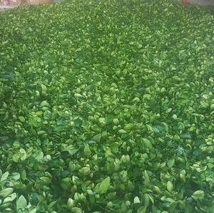 Feuilles de citron vert séchées de qualité supérieure, très aromatiques, naturelles, pour usage culinaire et herbal, en vrac, provenant du Vietnam - Product Image 3