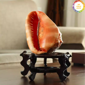 Coquille naturelle de Cassis Madagascariensis produite au Vietnam, idéale pour la décoration intérieure et l'art créatif. - Product Image 4