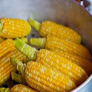 Maíz Amarillo Seco Orgánico de Primera Calidad, Listo para Entrega Rápida para Garantizar Frescura y Sabor Perfecto en Todo Momento - Product Image 4