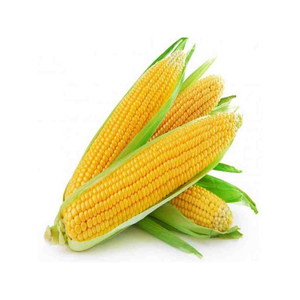 Fournisseur en gros de stock frais en vrac de grans de maïs jaune séché/maïs de maïs - Product Image 4