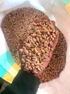 Vente Flash Haricots Sucrés Biologiques Séchés en Vrac 25kg Belgique - Product Image 3