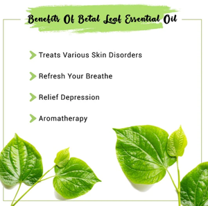 100% Pure Organic Betel Leaf Essential Oil High Quality Export Oriented Manufacturers Wholesale Price - Product Image 6