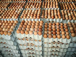 Fresh Organic White Chicken <b>Eggs</b> Competitive Price Wholesale From Farm Fresh Chicken Table <b>Eggs</b> - Product Image 1