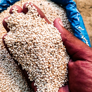 เมล็ดงาคุณภาพส่งออก ขนาด 14-32 จำหน่ายจำนวนมาก เก็บแห้งและเย็น อายุการเก็บรักษา 30 วัน - Product Image 1