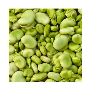 high quality broad bean fava bean faba beans